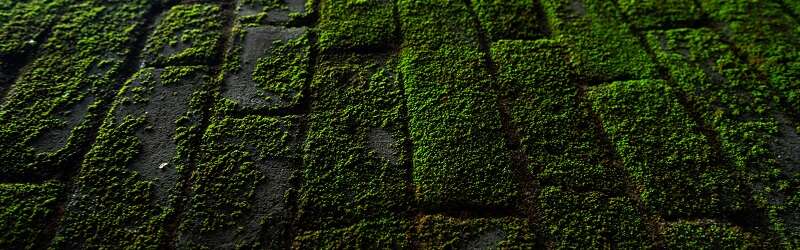Moss growth on concrete pavers